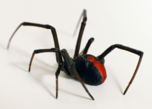 trusted-pest_Redback_Spider_Mark_Remy_Dumbrunner