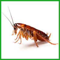 trusted-pest_pest-and-termite-inspection