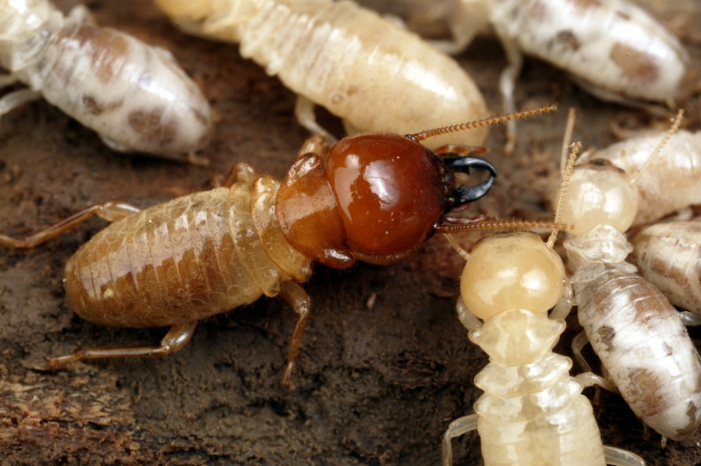 trusted-pest_termite-gathering