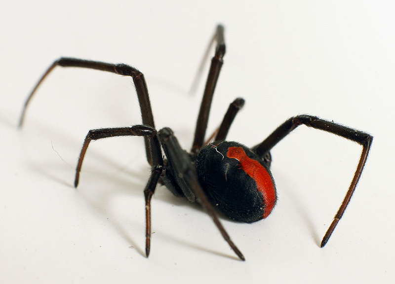 redback