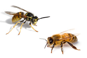 bees & wasps